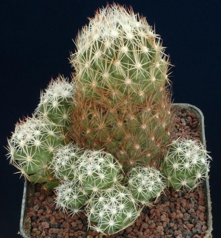 Escobaria_hesteri_1